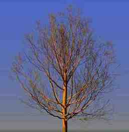 tree01.jpg (4895 bytes)